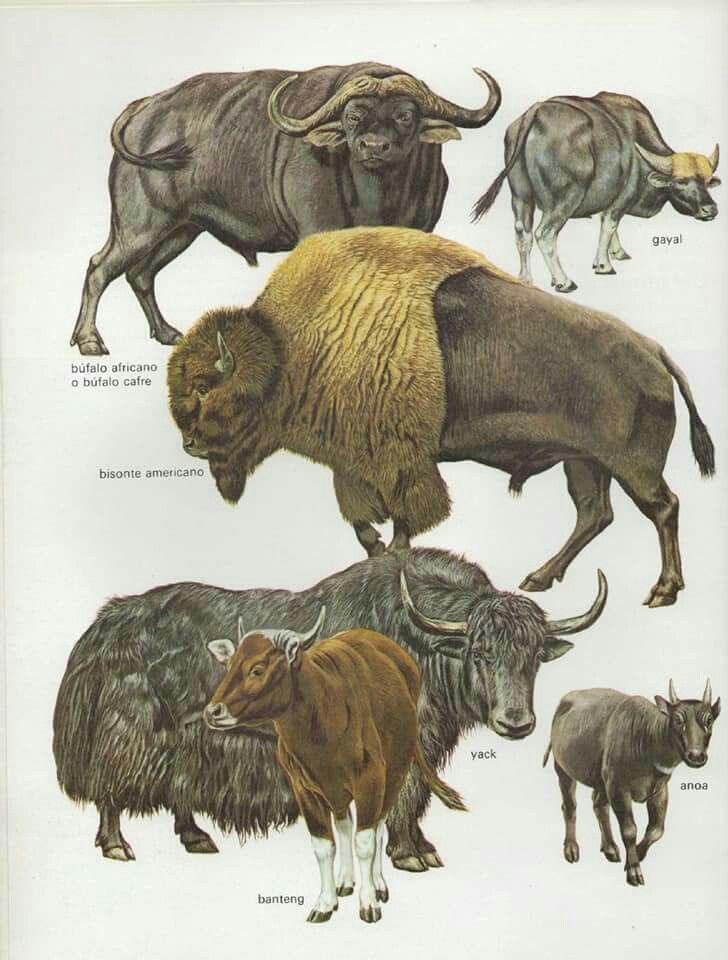 Detail Bison Vs Banteng Nomer 5
