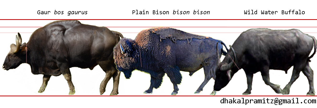Detail Bison Vs Banteng Nomer 39