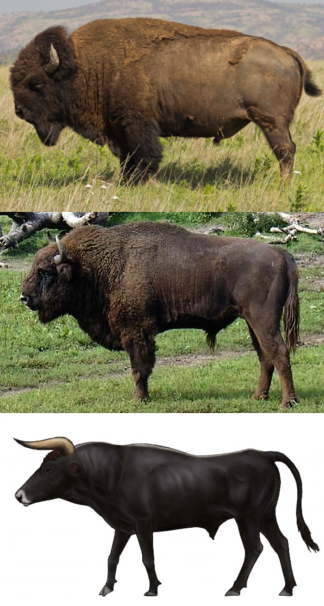 Detail Bison Vs Banteng Nomer 41
