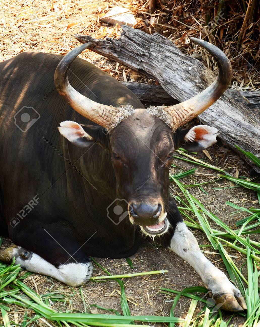 Detail Bison Vs Banteng Nomer 44