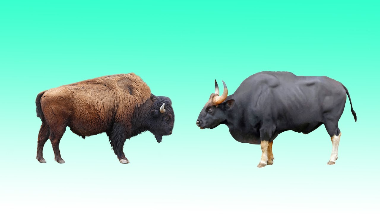 Detail Bison Vs Banteng Nomer 6
