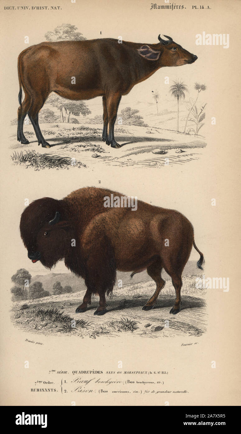 Detail Bison Vs Banteng Nomer 46