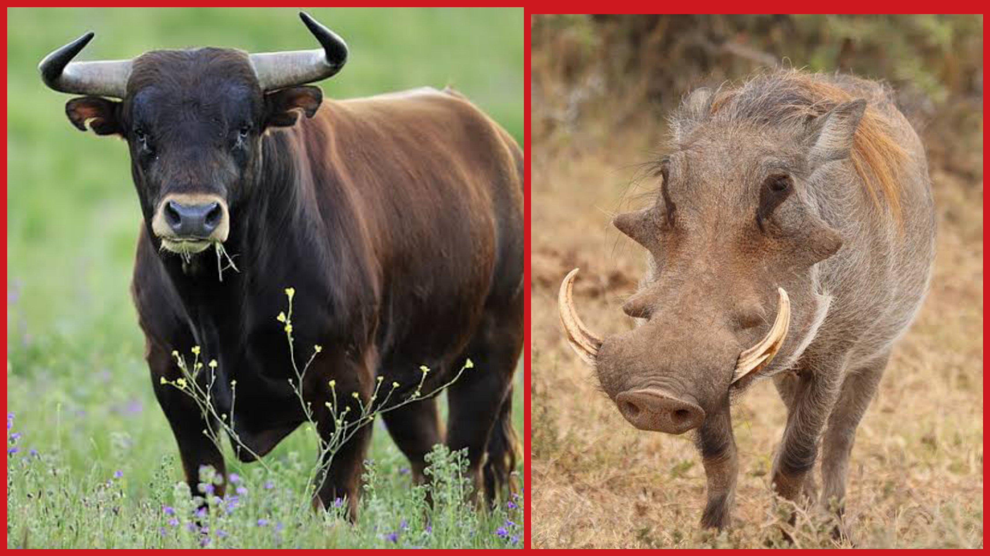 Detail Bison Vs Banteng Nomer 49