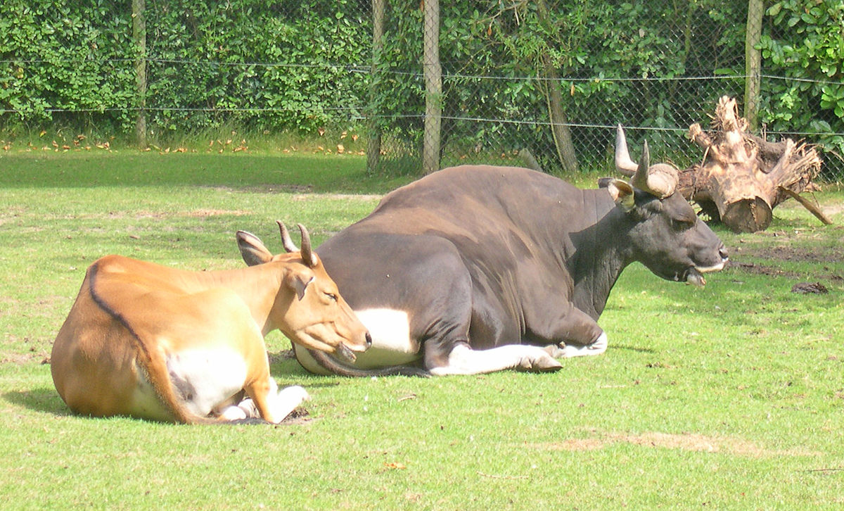 Detail Bison Vs Banteng Nomer 50
