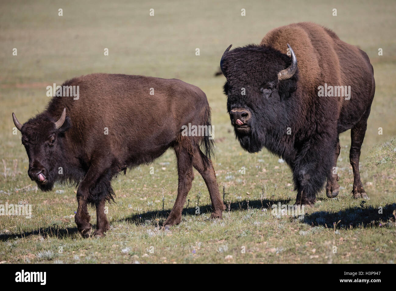 Detail Bison Vs Banteng Nomer 51
