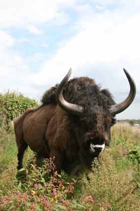 Detail Bison Vs Banteng Nomer 53
