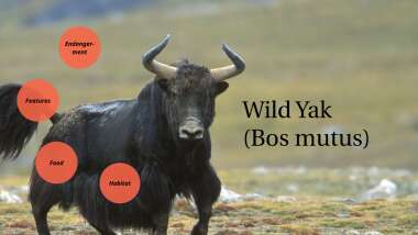 Detail Bison Vs Banteng Nomer 54