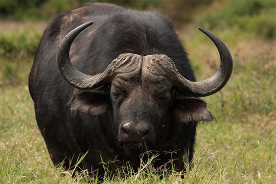Detail Bison Vs Banteng Nomer 55