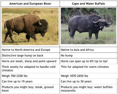 Detail Bison Vs Banteng Nomer 7