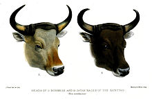 Detail Bison Vs Banteng Nomer 9