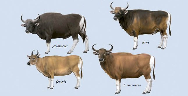 Detail Bison Vs Banteng Nomer 10