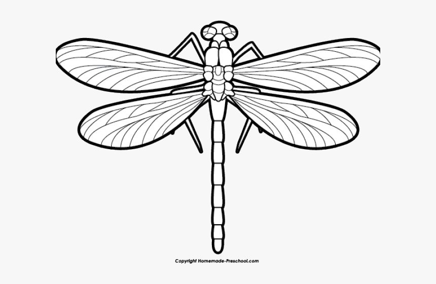 Detail Black And White Dragonfly Clipart Nomer 3