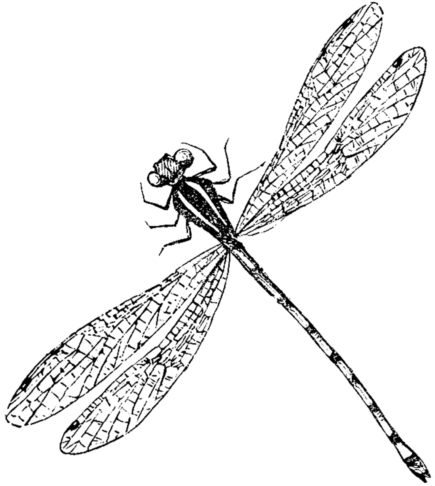 Detail Black And White Dragonfly Clipart Nomer 23