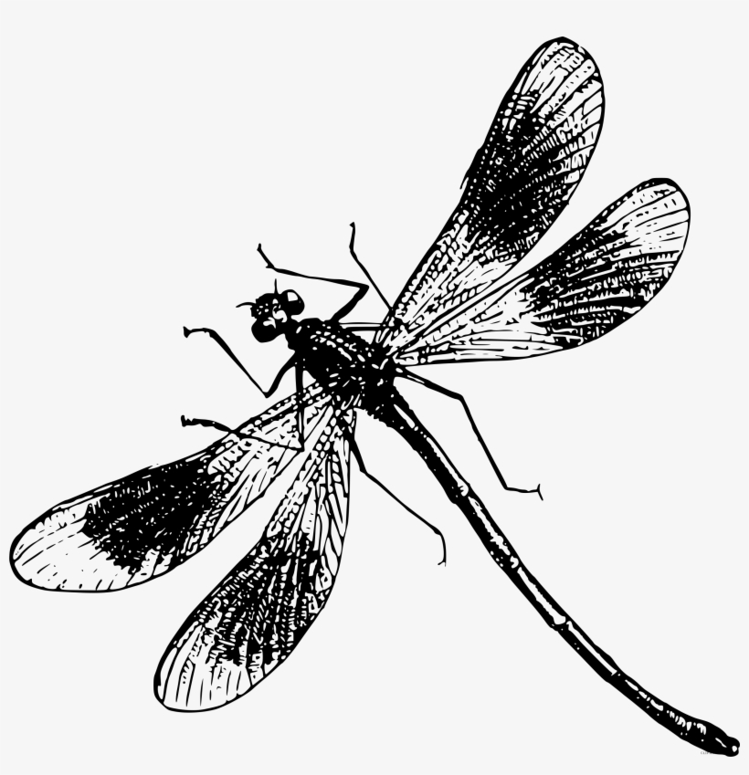 Detail Black And White Dragonfly Clipart Nomer 43