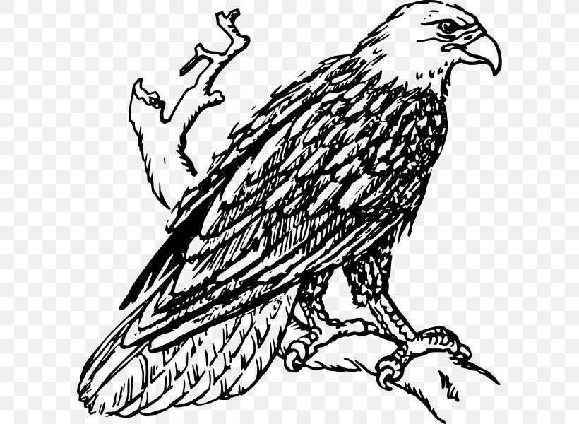 Detail Black And White Eagle Clipart Nomer 37