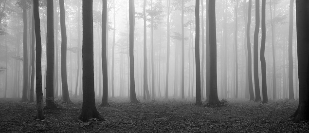 Black And White Forest - KibrisPDR