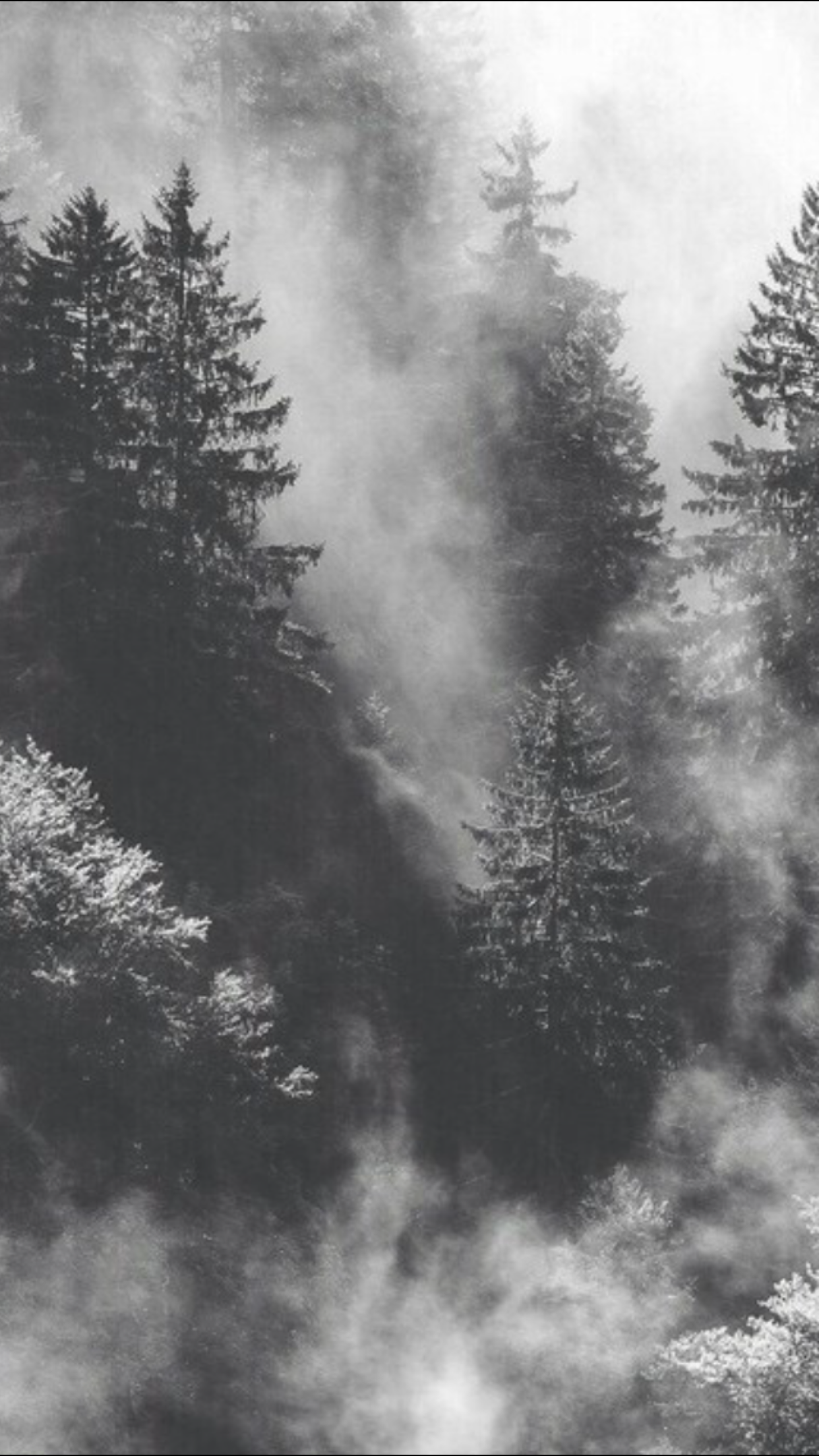Detail Black And White Forest Nomer 12