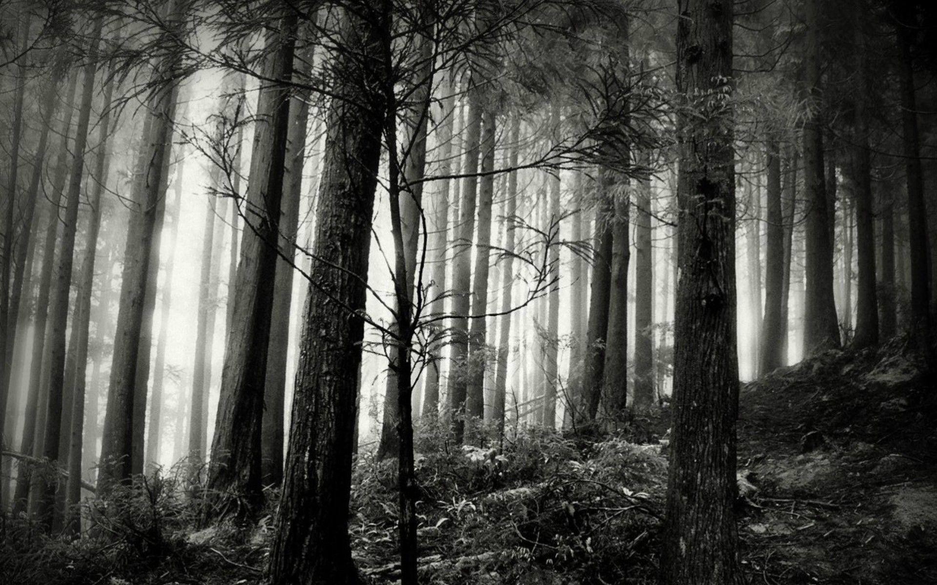 Detail Black And White Forest Nomer 27