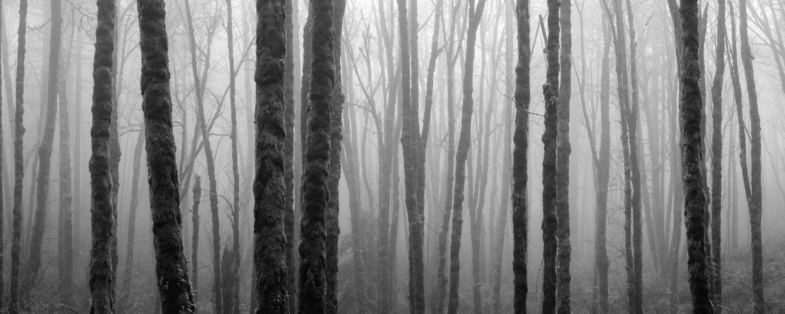 Detail Black And White Forest Nomer 47