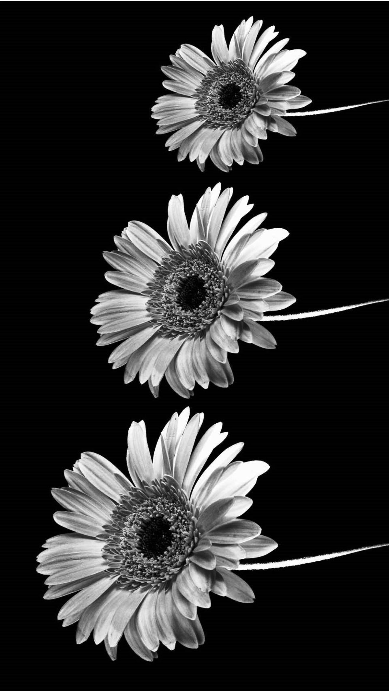 Black And White Iphone Wallpaper Tumblr - KibrisPDR