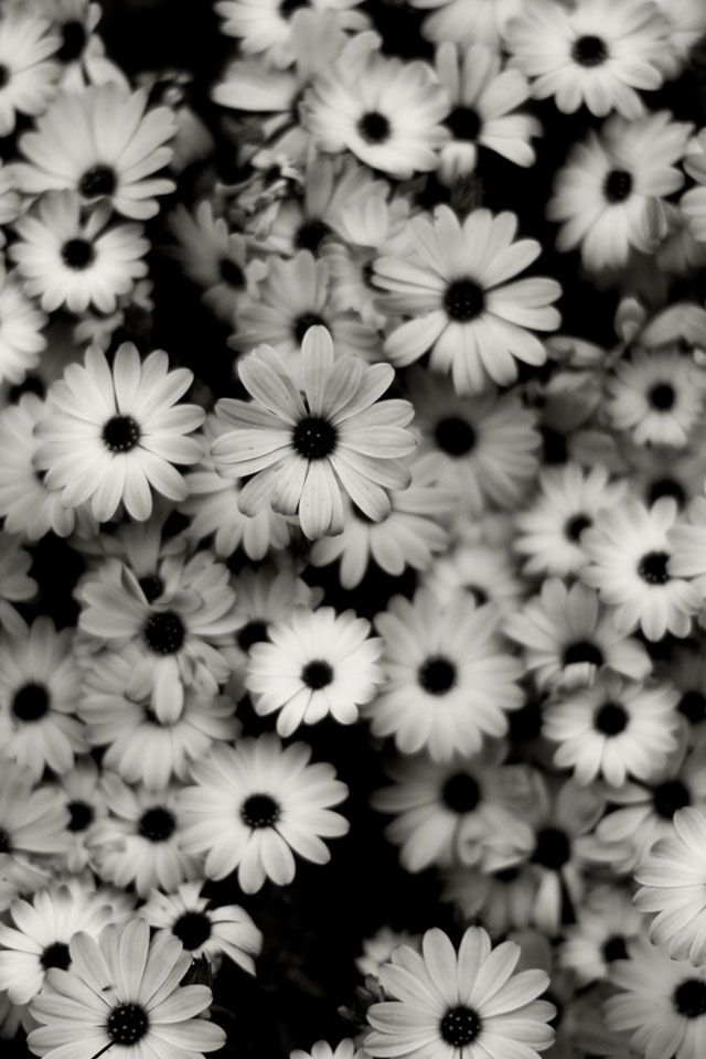 Detail Black And White Iphone Wallpaper Tumblr Nomer 36