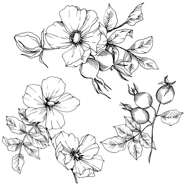 Detail Black And White Vector Nomer 45