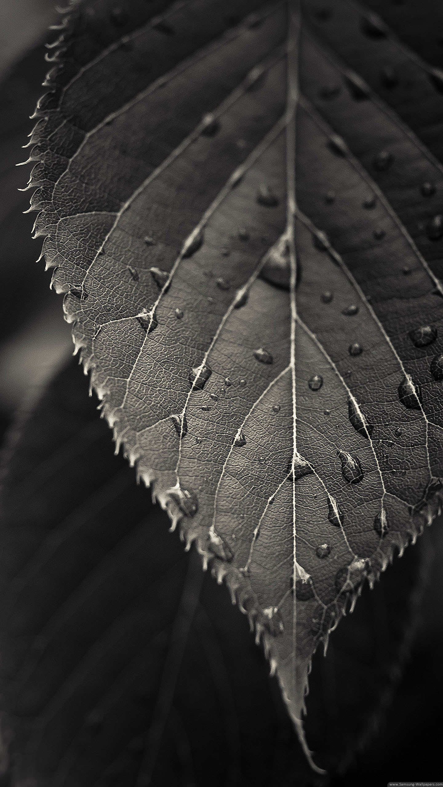 Detail Black And White Wallpaper For Android Nomer 21