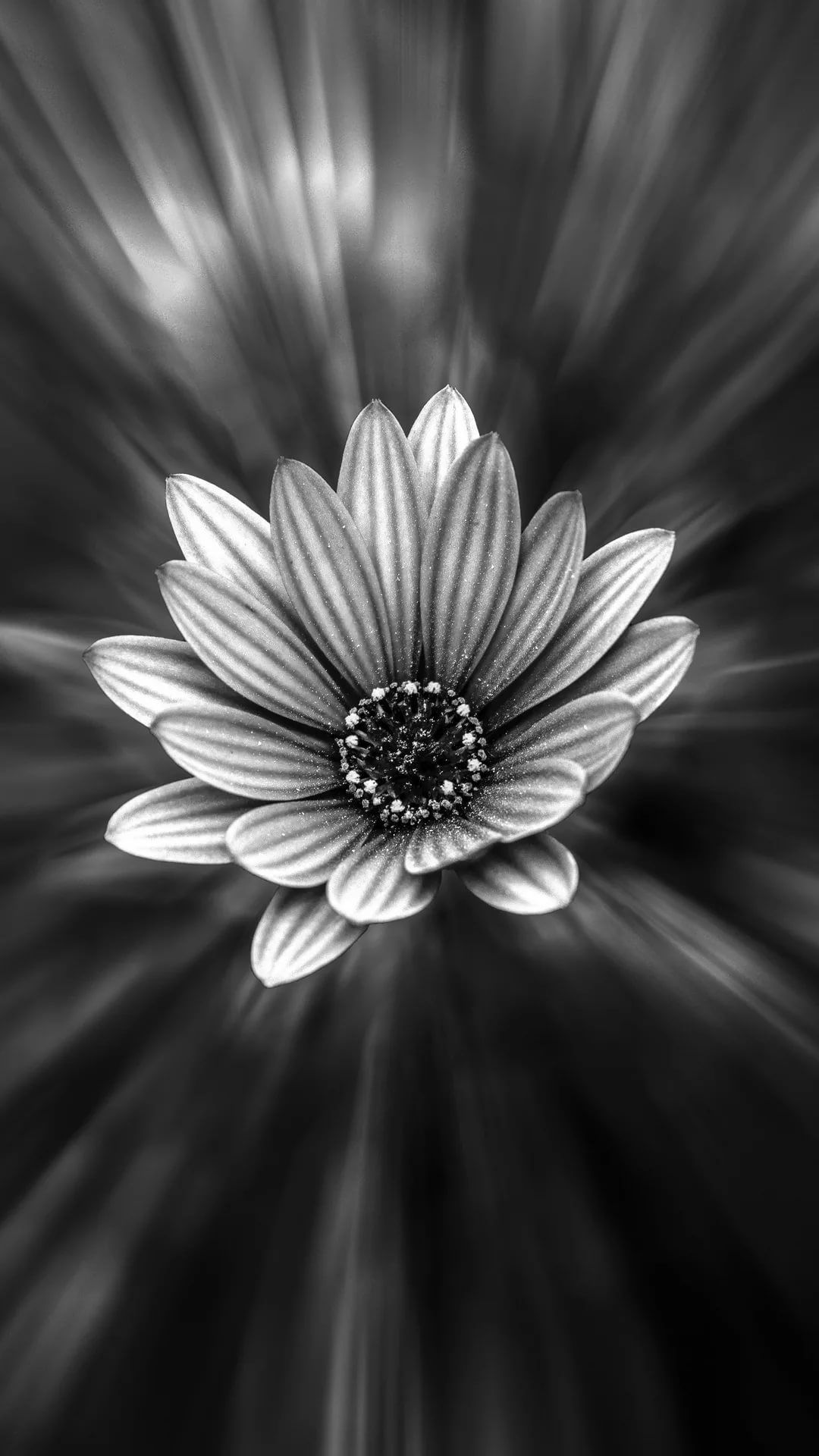 Detail Black And White Wallpaper For Android Nomer 54