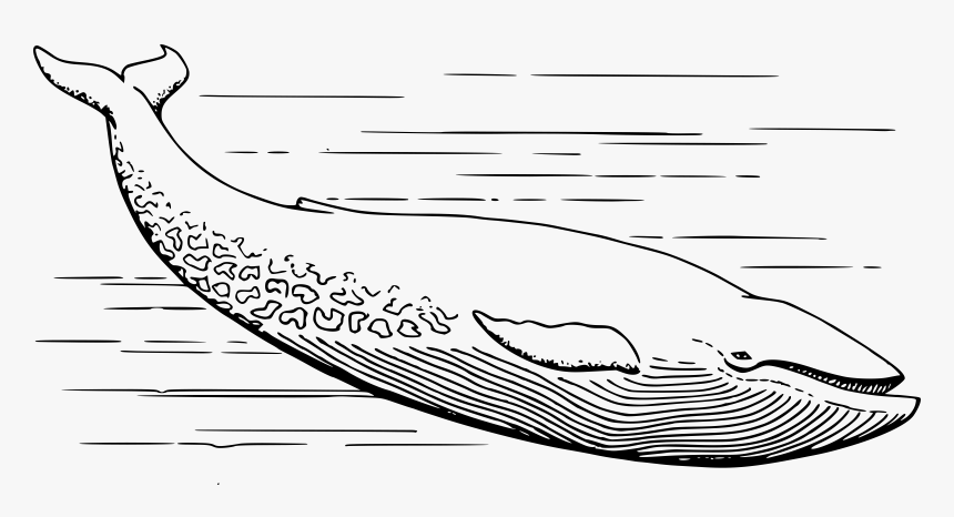 Detail Black And White Whale Clipart Nomer 19