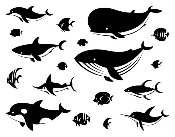 Detail Black And White Whale Clipart Nomer 23