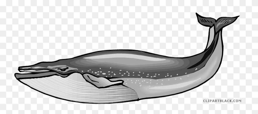 Detail Black And White Whale Clipart Nomer 39