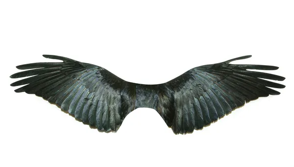 Detail Black Angel Wings Side View Nomer 46