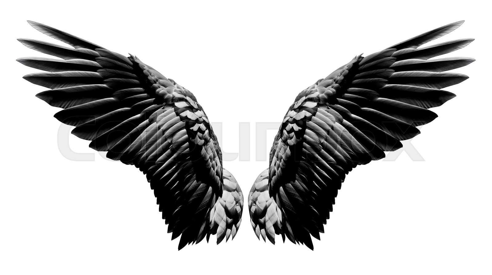 Detail Black Angle Wings Nomer 28