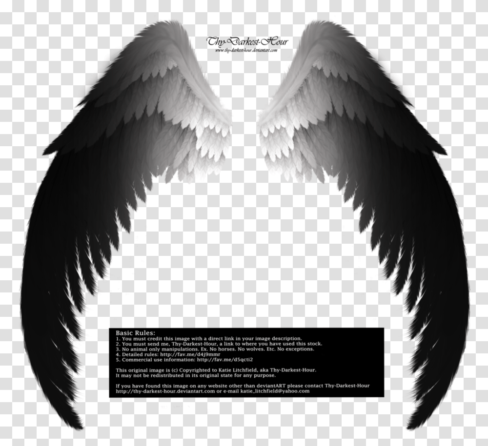 Detail Black Angle Wings Nomer 52