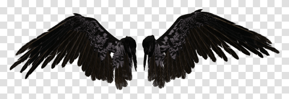 Detail Black Angle Wings Nomer 56