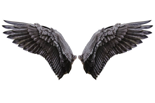 Detail Black Angle Wings Nomer 57