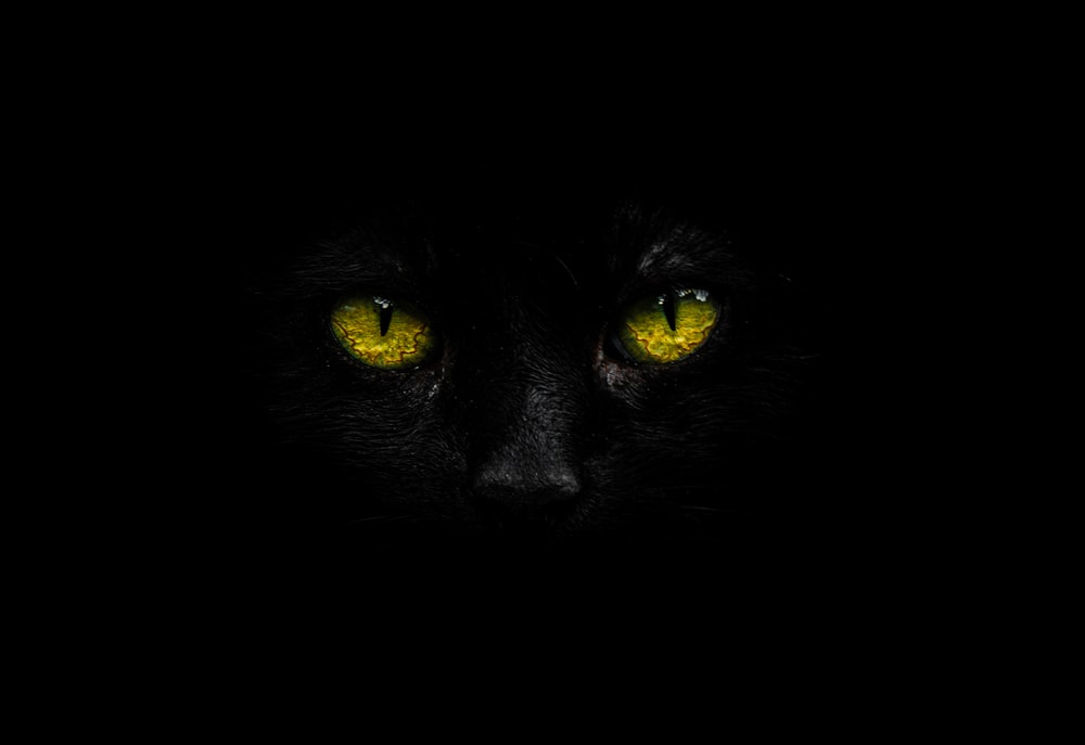 Detail Black Background Hd Nomer 53