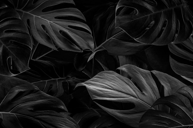 Detail Black Background Polos Nomer 27