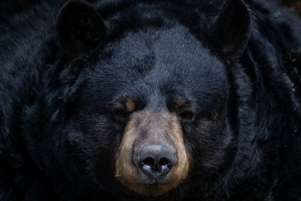 Detail Black Bear Images Free Nomer 22