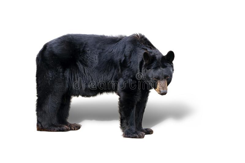 Detail Black Bear Images Free Nomer 26