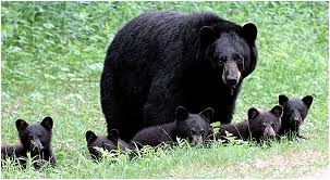 Detail Black Bear Images Free Nomer 41