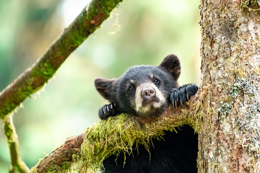 Detail Black Bear Photos Free Nomer 22