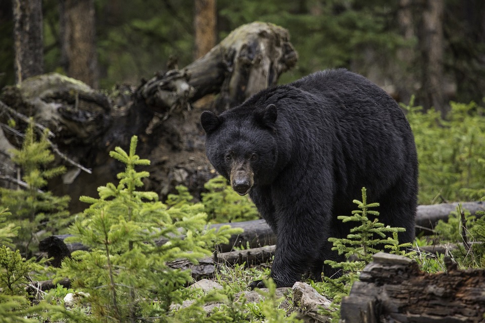 Detail Black Bear Photos Free Nomer 28