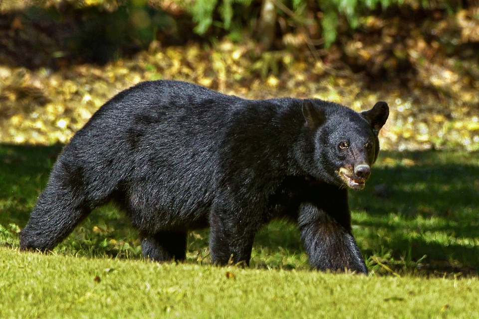 Detail Black Bear Photos Free Nomer 29