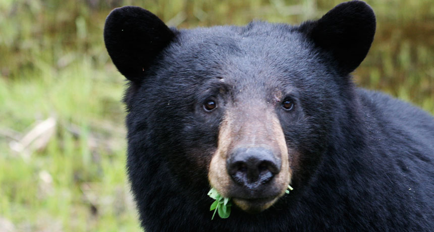 Detail Black Bear Photos Free Nomer 35