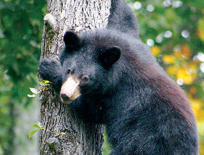 Detail Black Bear Photos Free Nomer 41