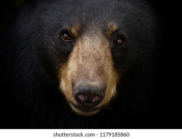 Detail Black Bear Photos Free Nomer 47