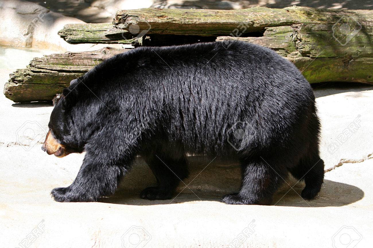 Detail Black Bear Photos Free Nomer 52