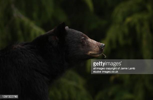 Detail Black Bear Photos Free Nomer 55