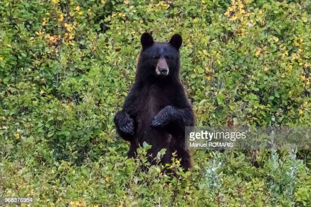 Detail Black Bear Photos Free Nomer 57